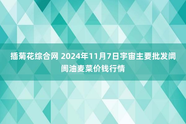 插菊花综合网 2024年11月7日宇宙主要批发阛阓油麦菜价钱行情