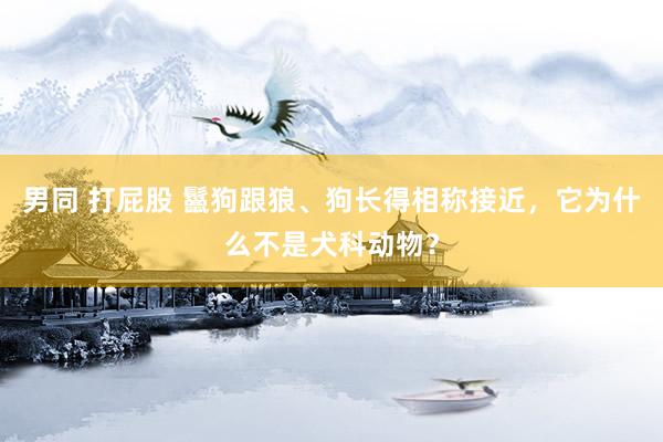 男同 打屁股 鬣狗跟狼、狗长得相称接近，它为什么不是犬科动物？